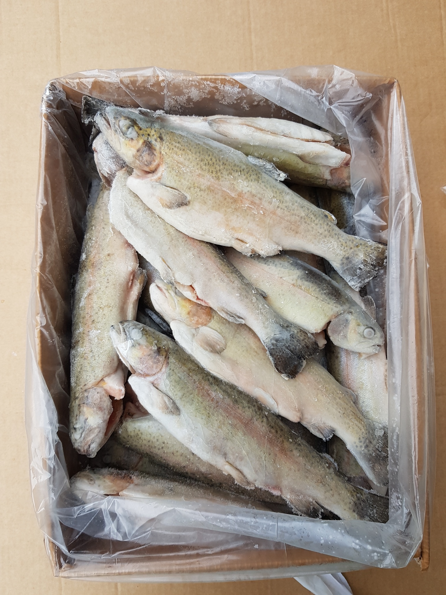Pstruh duhový VL 250-300g/ks 5kg